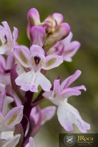 Orchis patens subsp. canariensis (Lindl.) Asch. & Graebn.
