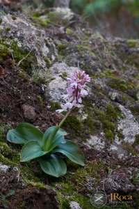 Orchis patens subsp. canariensis (Lindl.) Asch. & Graebn.