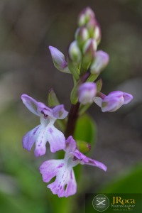 Orchis patens subsp. canariensis (Lindl.) Asch. & Graebn.
