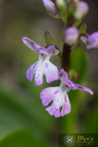 Orchis patens subsp. canariensis (Lindl.) Asch. & Graebn.
