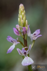 Orchis patens subsp. canariensis (Lindl.) Asch. & Graebn.