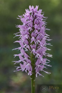 Orchis italica Poir.