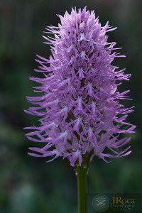 Orchis italica Poir.