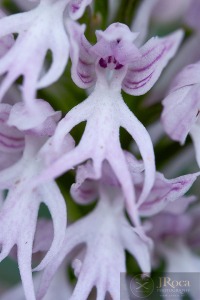 Orchis italica Poir.