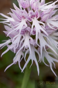 Orchis italica Poir.