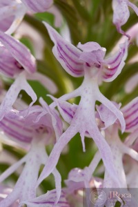 Orchis italica Poir.