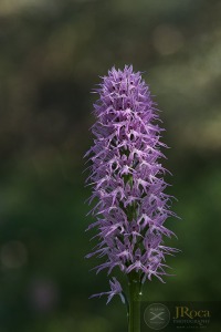 Orchis italica Poir.