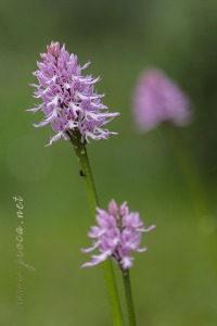 Orchis italica Poir.