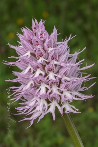 Orchis italica Poir.