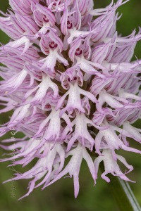 Orchis italica Poir.