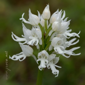 Orchis italica Poir.