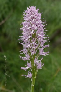 Orchis italica Poir.