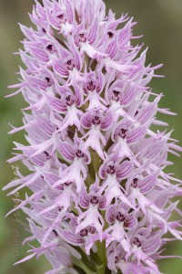 Orchis italica Poir.