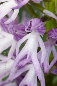 Orchis italica Poir.
