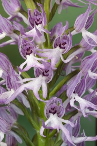 Orchis italica Poir.