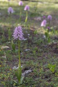 Orchis italica Poir.