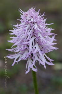 Orchis italica Poir.