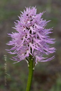 Orchis italica Poir.