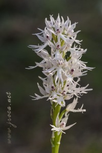 Orchis italica Poir.