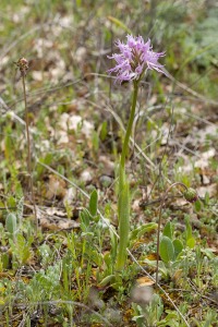 Orchis italica Poir.