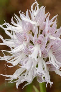 Orchis italica Poir.