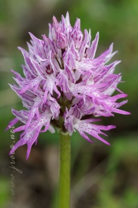 Orchis italica Poir.