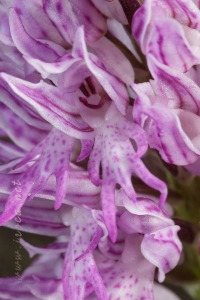 Orchis italica Poir.