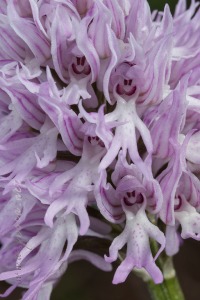 Orchis italica Poir.