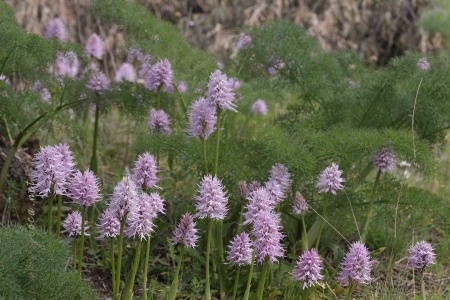 Orchis italica Poir.