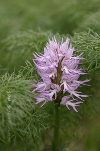 Orchis italica Poir.