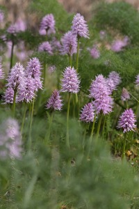 Orchis italica Poir.
