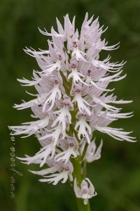 Orchis italica Poir.