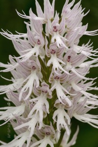 Orchis italica Poir.