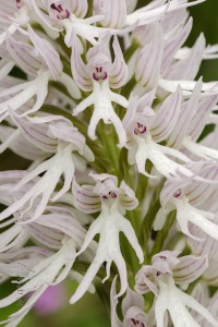 Orchis italica Poir.