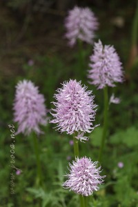 Orchis italica Poir.