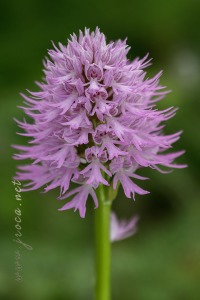 Orchis italica Poir.