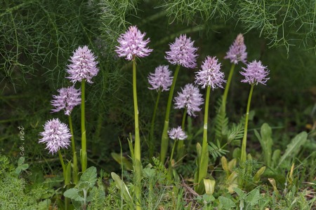 Orchis italica Poir.