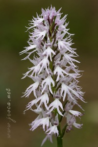 Orchis italica Poir.