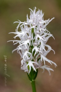 Orchis italica Poir.