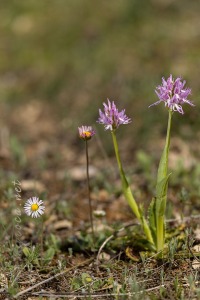 Orchis italica Poir.