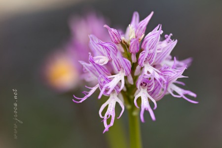 Orchis italica Poir.