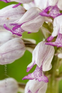 Orchis militaris L.