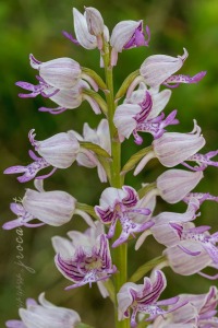 Orchis militaris L.