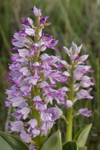 Orchis militaris L.
