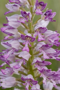 Orchis militaris L.
