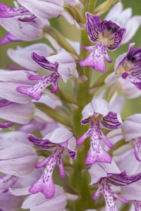 Orchis militaris L.