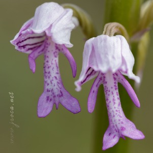 Orchis militaris L.