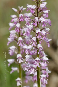 Orchis militaris L.