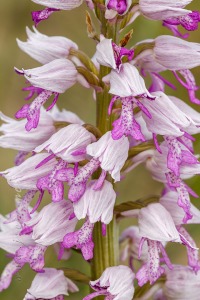 Orchis militaris L.