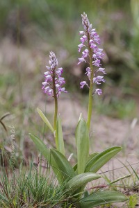Orchis militaris L.